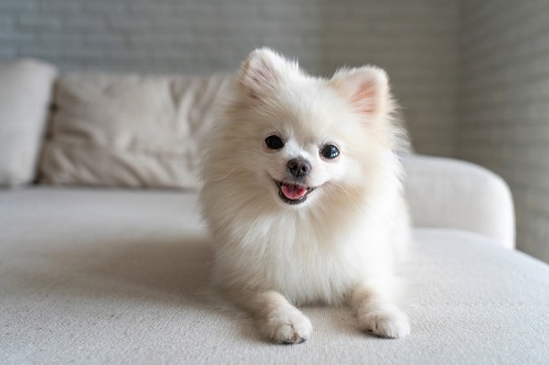 Pomeranian