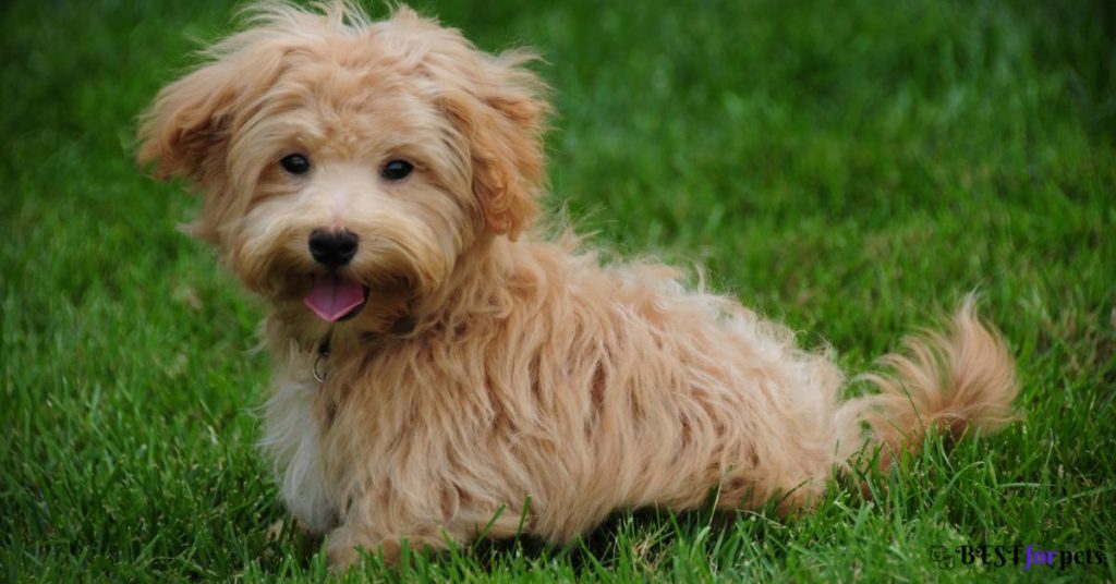 Maltipoo