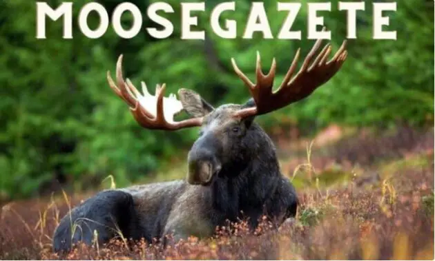 Moosegazete